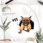 🔥Hot Sale 50% OFF🔥3D D tachable Wall Stickers of Cats